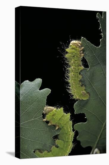 Antheraea Pernyi (Chinese Oak Silkmoth) - Caterpillars Feeding on Leaves-Paul Starosta-Premier Image Canvas