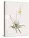 Anthericum Alooides-Pierre Joseph Redoute-Stretched Canvas