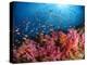 Anthias Fish And Soft Corals, Fiji, Pacific Ocean-Stocktrek Images-Premier Image Canvas