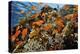 Anthias fish by Fire coral and soft coral, Ras Mohammed National Park, Egypt, Red Sea-Linda Pitkin-Premier Image Canvas