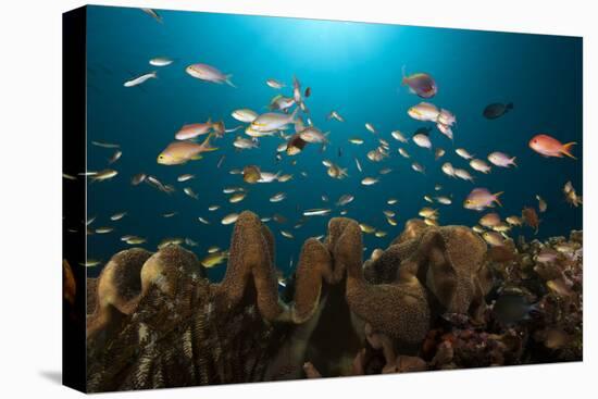 Anthias in the Coral Reef, Indonesia-Reinhard Dirscherl-Premier Image Canvas