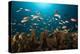Anthias in the Coral Reef, Indonesia-Reinhard Dirscherl-Premier Image Canvas