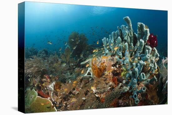 Anthias in the Coral Reef, Indonesia-Reinhard Dirscherl-Premier Image Canvas