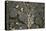 Anthill under a Stone-Paul Starosta-Premier Image Canvas