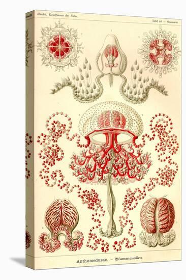 Anthomedusae-Ernst Haeckel-Stretched Canvas