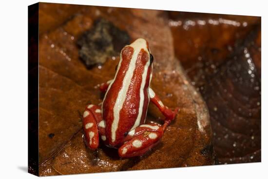 Anthony's Poison Arrow Frog, Ecuador-Pete Oxford-Premier Image Canvas