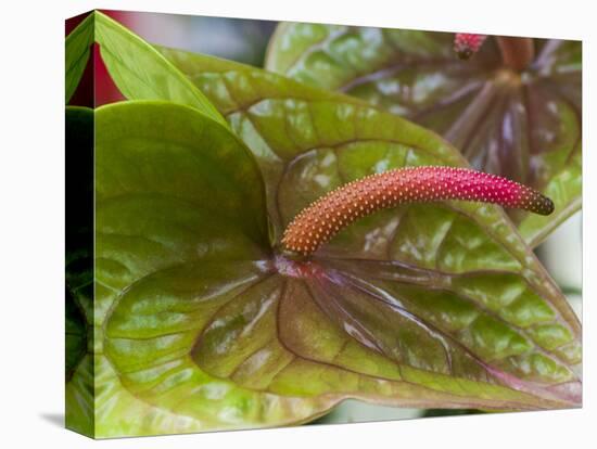 Anthurium Bloom-Anna Miller-Premier Image Canvas