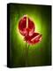 Anthurium, Flower, Blossoms, Still Life, Red, Green-Axel Killian-Premier Image Canvas