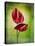 Anthurium, Flower, Blossoms, Still Life, Red, Green-Axel Killian-Premier Image Canvas