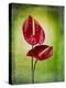 Anthurium, Flower, Blossoms, Still Life, Red, Green-Axel Killian-Premier Image Canvas