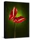 Anthurium, Flower, Blossoms, Still Life, Red, Green-Axel Killian-Premier Image Canvas