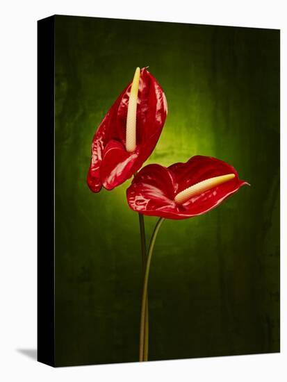 Anthurium, Flower, Blossoms, Still Life, Red, Green-Axel Killian-Premier Image Canvas