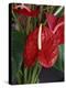 Anthurium, Martinique, West Indies, Caribbean, Central America-Thouvenin Guy-Premier Image Canvas