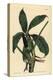 Anthurium Palmatum (Five-Leaved Pothos, Pothos Pentaphylla)-Sydenham Teast Edwards-Premier Image Canvas