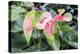 Anthurium, USA-Lisa S. Engelbrecht-Premier Image Canvas