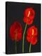 Anthurium-Deborah Barton-Premier Image Canvas