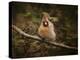 Anticipating Winter Cardinal 1-Jai Johnson-Premier Image Canvas