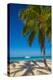 Antigua, Jolly Bay Beach, Palm Trees Casting Shadows-Alan Copson-Premier Image Canvas
