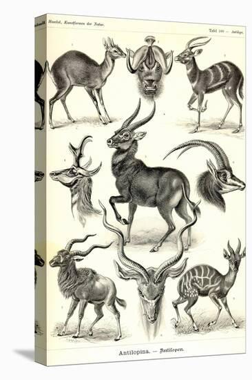 Antilopina-Ernst Haeckel-Stretched Canvas