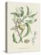 Antique Almond Botanical IV-de Langlois-Stretched Canvas