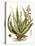 Antique Aloe I-null-Stretched Canvas