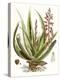 Antique Aloe I-null-Stretched Canvas