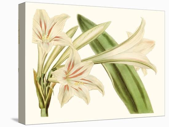 Antique Amaryllis VI-Curtis-Stretched Canvas