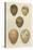 Antique Bird Egg Study IV-Henry Seebohm-Stretched Canvas