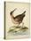 Antique Bird Menagerie IV-George Edwards-Stretched Canvas