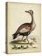 Antique Bird Menagerie VI-George Edwards-Stretched Canvas