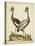 Antique Bird Menagerie VII-George Edwards-Stretched Canvas