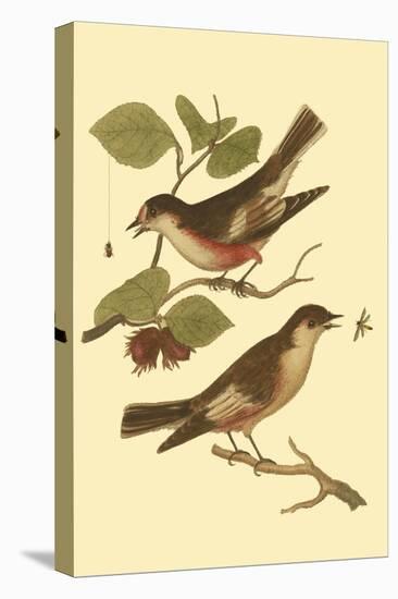 Antique Bird Pair I-James Bolton-Stretched Canvas
