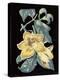 Antique Botanical XVIII Cool on Black-Wild Apple Portfolio-Stretched Canvas