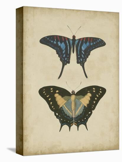 Antique Butterfly Pair III-Vision Studio-Stretched Canvas