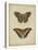 Antique Butterfly Pair IV-Vision Studio-Stretched Canvas