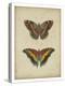 Antique Butterfly Pair IV-Vision Studio-Stretched Canvas