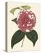 Antique Camellia II-Van Houtte-Stretched Canvas