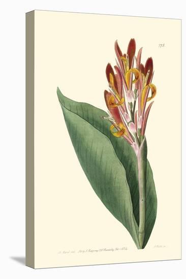 Antique Canna III-Van Houtt-Stretched Canvas