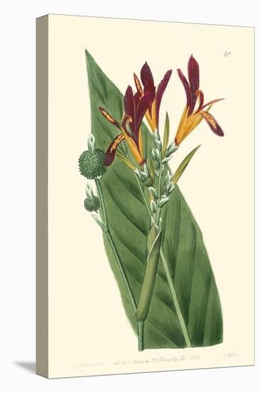 Antique Canna IV-Van Houtt-Stretched Canvas