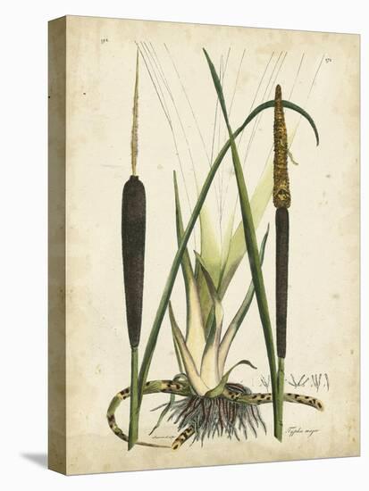 Antique Cattail I-Samuel Curtis-Stretched Canvas