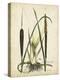 Antique Cattail I-Samuel Curtis-Stretched Canvas