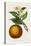 Antique Citrus Fruit I-Pancrace Bessa-Stretched Canvas