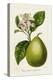 Antique Citrus Fruit IV-Pancrace Bessa-Stretched Canvas