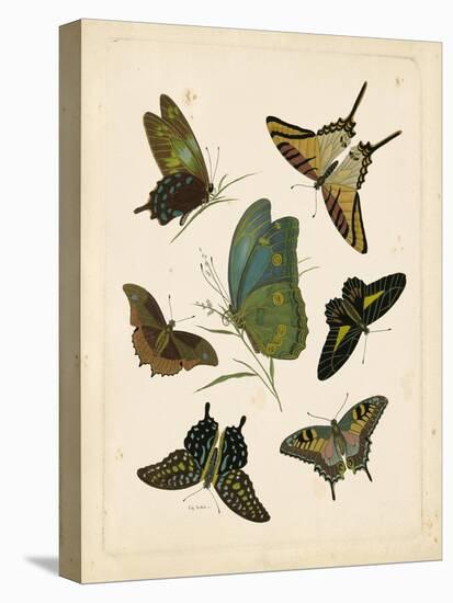 Antique Entomology I-Vision Studio-Stretched Canvas