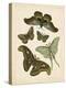 Antique Entomology II-Vision Studio-Stretched Canvas