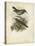 Antique Gould Hummingbird III-John Gould-Stretched Canvas