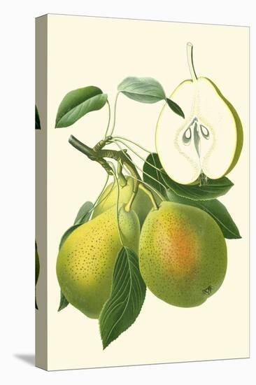 Antique Green Pear-Vision Studio-Stretched Canvas