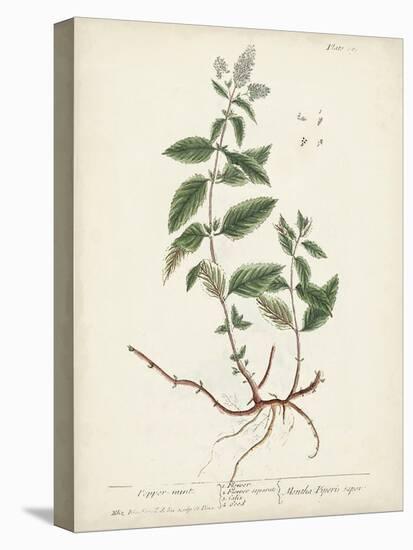 Antique Herbs VII-Unknown-Stretched Canvas