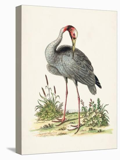 Antique Heron & Cranes I-George Edwards-Stretched Canvas