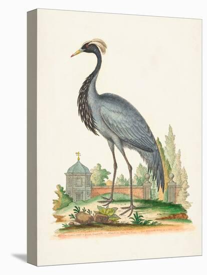 Antique Heron & Cranes II-George Edwards-Stretched Canvas